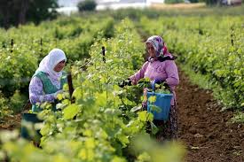 Yapragi Mevyesinden Pahali Tuysuz Ve Ince Olmasi Nedeniyle Sarmada Trakya Mutfaginin Vazgecilmezi Yapincak Asma Yapraginin Fiyati Uzumun Fiyatin Turkler Meyve