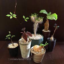 Image result for Cyphostemma adenocaule