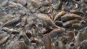 Pada kesempatan kali ini kita akan membahas tentang gambar ikan dan berbagai jenisnya. Cara Budidaya Ikan Lele Bagi Pemula Di Kolam Terpal