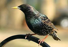 Identification Backyard Birds Of Minnesota European Starling Minnesota Birds Starling Backyard Birds