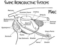 Pig Reproductive System Olker
