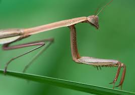 It symbolizes the earth and its colors, and blending in with them to achieve peace and harmony. Praying Mantis Symbolism Meaning Totem Spirit Omens World Birds