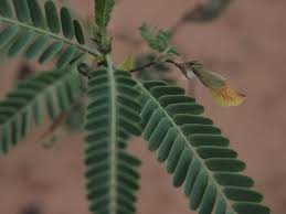 Image result for Aeschynomene mossoensis