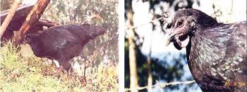 Kata kata sindiran untuk teman demi kebaikan. Morphological Characterization Of Indigenous Chickens Of Sikkim And West Bengal India Animal Genetic Resources Resources Genetiques Animales Recursos Geneticos Animales Cambridge Core