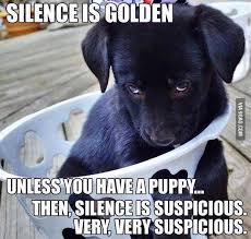 Same Goes For Kids Funny Animal Memes Funny Dog Memes Funny Dogs