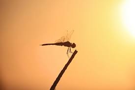 Dragonfly Silhouette Photograph By Douglas Barnard 9,057 dragonfly clip art images on gograph. dragonfly silhouette by douglas barnard