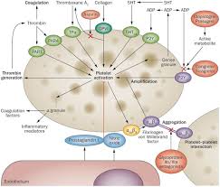 Image result for Cangrelor