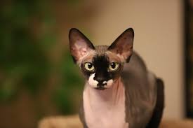 The sphynx is highly active, often described as curious and energetic. 6 Hairless Cat Breeds You Need To Know About Because They Re Great