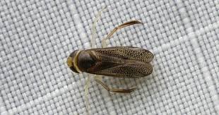 Bug Of The Day Aquatic Insects Fishing Hole Fishing Jig