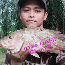 Info mayong ngamuk malam ni bolo