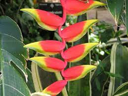 Hanging Heliconia Flower Habitat Best Flower Wallpaper