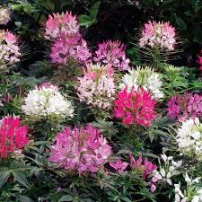 Image result for Cleome schimperi