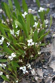 Image result for Landolphia lanceolata