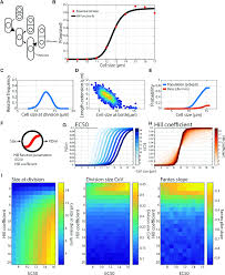 We did not find results for: A P Div Model Of Cell Size Control Generates Cell Size Homeostasis A Download Scientific Diagram