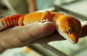 Kata ketiban merupakan bahasa indonesia. 9 Arti Bunyi Tokek Di Malam Hari