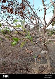 Image result for Combretum apiculatum