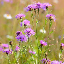 European settlers in north america learned from native americans to use native plants to produce various colored dyes (see table 2). American Basket Flower Rosy Lilac Seeds The Seed Collection
