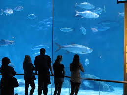 It is spread over 14 acres and is home to 266. Audubon Aquarium Of The Americas In New Orleans Louisiana Kid Friendly Attractions Trekaroo