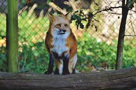 Der swiftfuchs (vulpes velox) ist eine fuchsart, die im westlichen nordamerika trockenere gegenden bewohnt. Stadtfuchse Eine Gefahr Fur Den Menschen Anima E V