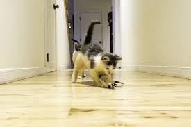 Check out our calico cat picture selection for the very best in unique or custom, handmade pieces from our prints shops. Awesome Facts About Calico Cats That Are Sure To Blow Your Mind Cat Appy