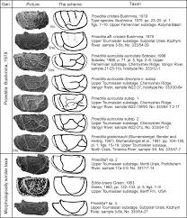 Image result for Heteromorpha sp. agg.