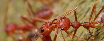 They need a constant water source to survive and their habitat consists of moist areas or. Pest Control Company Sacramento Learn All About Ants