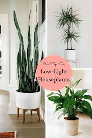 10 Houseplants That Don T Need Sunlight Tips Inspiration Leedy Interiors Houseplants Low Light Plants Indoor Plants