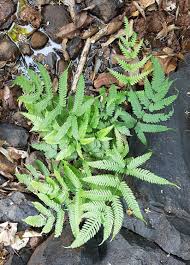 Image result for Pteris commutata