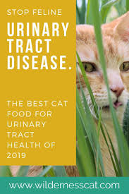 What Is The Best Urinary Cat Food Best Cat Food For Urinary Health 2019 Best Cat Food Cat Health Urinary Health