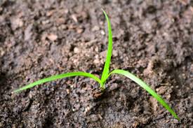 RÃ©sultat de recherche d'images pour "Cyperus rotundus"