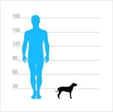 Image result for bígl