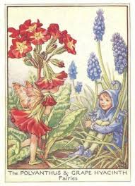 The Polyanthus Grape Hyacinth Fairies Flower Fairies Of The Garden By Cicely Mary Barker 1944 Flower Fairies Fairy Pictures Fairy Art