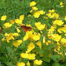 Image result for Otiophora