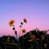 Lavender aesthetic flower aesthetic purple aesthetic aesthetic photo aesthetic pictures aesthetic light plants are friends no rain pretty flowers. 3