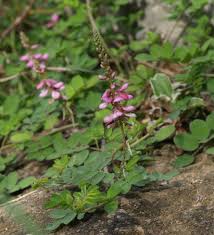 Image result for Indigofera roseo-caerulea