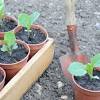 Cabbage seeds can be sowed in large numbers due to how hardy these plants are. 1