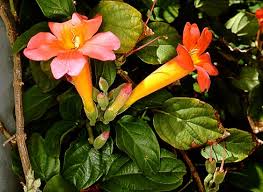 Image result for Dolichandrone alba