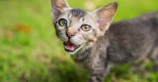 A few of the most effective natural remedies for cat utis include Natural Flea Remedies For Cats That Really Work The Catington Post
