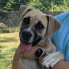 We promise that any animal that enters our doors and can be made adoptable through veterinary care and/or training will have a roof over its head, food, enrichment, and the love of our staff and volunteers for as long as it takes for each and everyone to find their new home. Friends Of Vance County Animal Shelter Home Facebook
