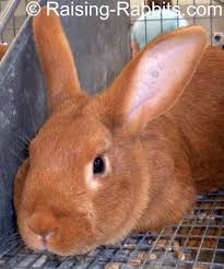 New Zealand Red Rabbits Info History Description Rabbit Breeds Raising Rabbits For Meat Meat Rabbits