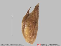 Image result for Cyperus sp.no.9