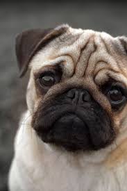 Black And Tan Pug Puppies Pin On Pug