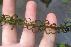 Image result for Lagarosiphon major