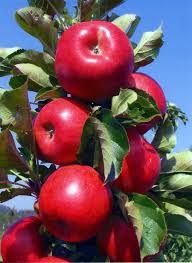 Not to mention its fast fruit production and strength: Apple Trees Sunnyside Nursery