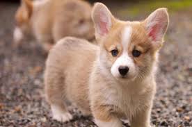 Small Dogs That Don T Shed Are A Dog Owner S Ideal Pet For Themselves And Their Families Yes Small Dogs Are Cute Playful And Cute Small Dogs Corgi Dog Pets