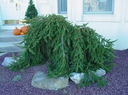 The weeping norway spruce (picea abies f. Weeping Norway Spruce Seeds 25 Count