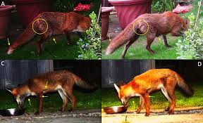 For boys and girls, kids and adults, teenagers and toddlers, preschoolers and older kids at school. The Challenges Of Recognising Individuals With Few Distinguishing Features Identifying Red Foxes Vulpes Vulpes From Camera Trap Photos