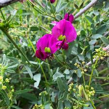 Image result for Otoptera