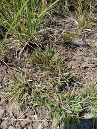 Image result for Oropetium capense