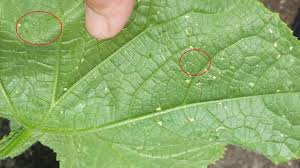 Image result for thrips damage on cucumber